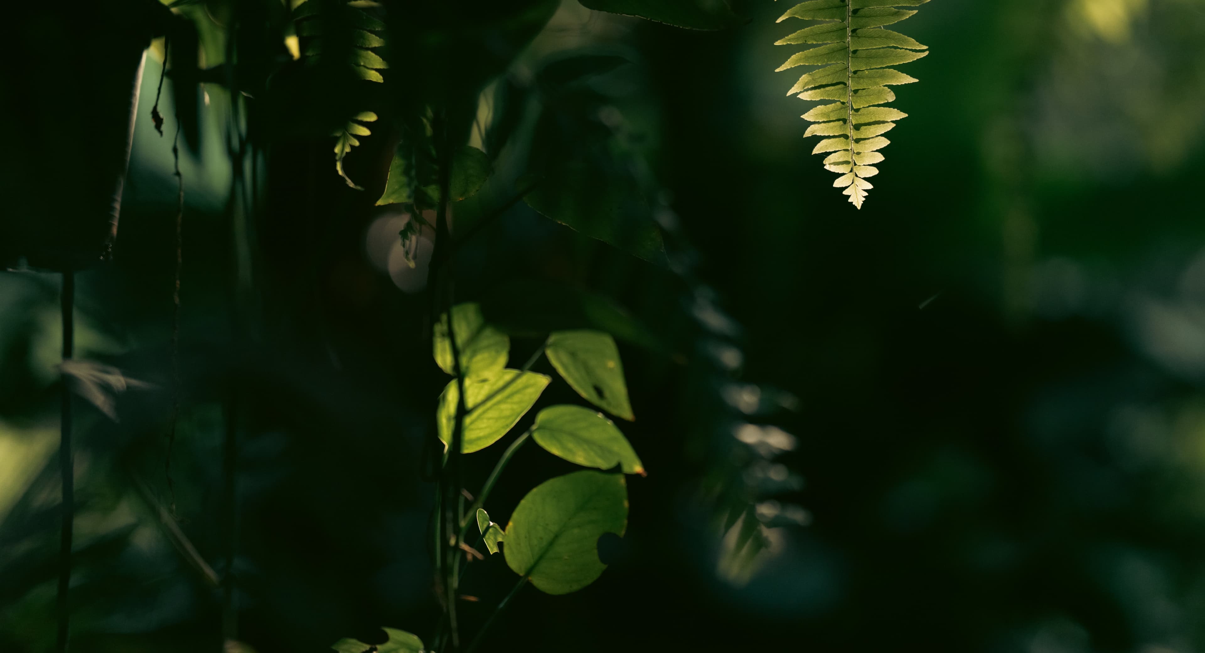 Rustic tropical garden with monstera foliage