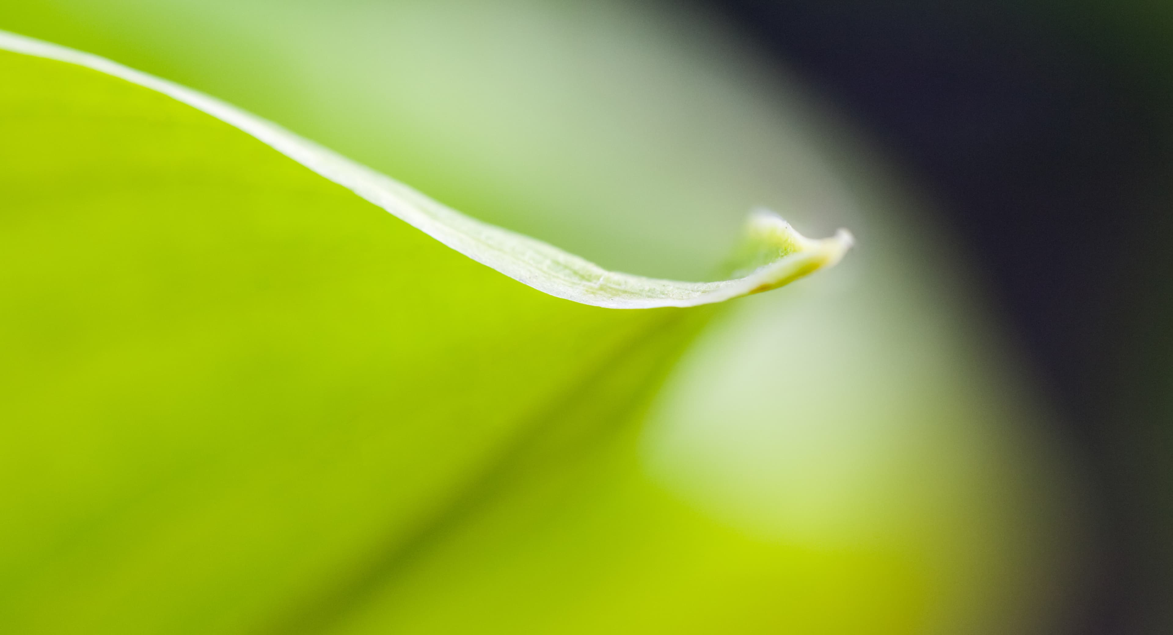 ESG Reports — green leaf composition